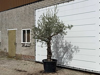 Olijfboom grillige stam hojiblanca - olea europaea - ca. 40 jaar oud - hoogte ca. 260 cm - afbeelding 2 van  3