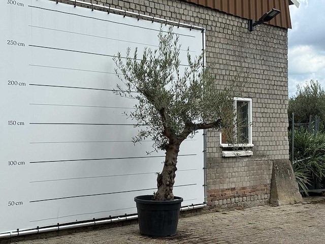 Olijfboom grillige stam hojiblanca - olea europaea - ca. 40 jaar oud - hoogte ca. 260 cm - afbeelding 3 van  3