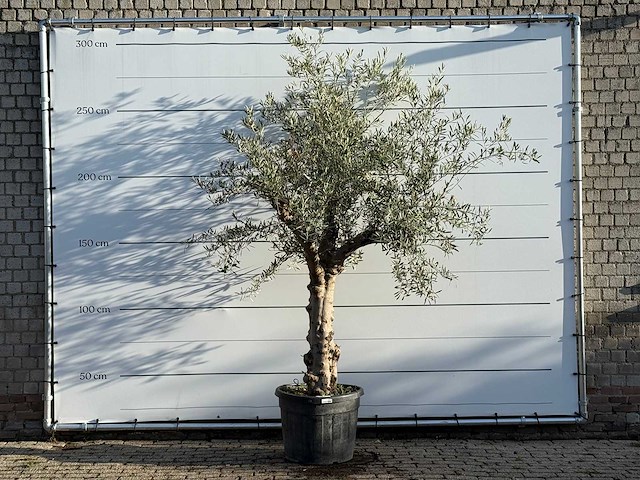 Olijfboom grillige stam hojiblanca - olea europaea - ca. 40 jaar oud - hoogte ca. 260 cm - afbeelding 1 van  3