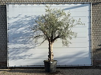 Olijfboom grillige stam hojiblanca - olea europaea - ca. 40 jaar oud - hoogte ca. 260 cm - afbeelding 1 van  3