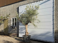 Olijfboom grillige stam hojiblanca - olea europaea - ca. 40 jaar oud - hoogte ca. 260 cm - afbeelding 2 van  3