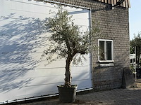Olijfboom grillige stam hojiblanca - olea europaea - ca. 40 jaar oud - hoogte ca. 260 cm - afbeelding 3 van  3