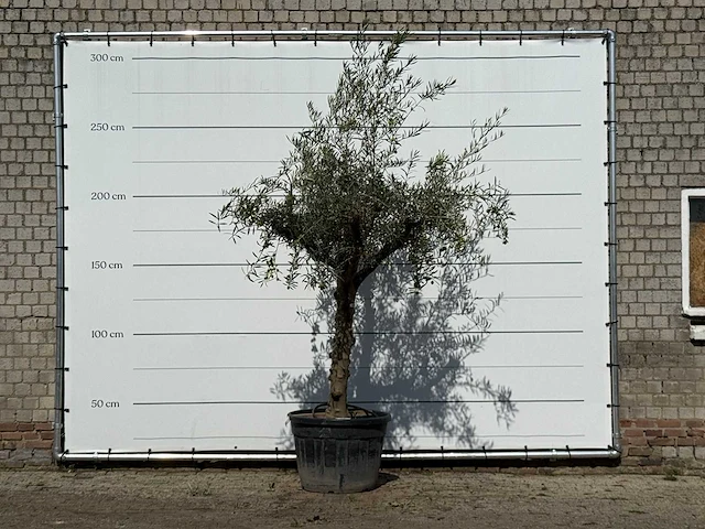 Olijfboom grillige stam hojiblanca - olea europaea - ca. 40 jaar oud - hoogte ca. 260 cm - afbeelding 1 van  4