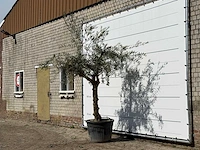Olijfboom grillige stam hojiblanca - olea europaea - ca. 40 jaar oud - hoogte ca. 260 cm - afbeelding 2 van  4