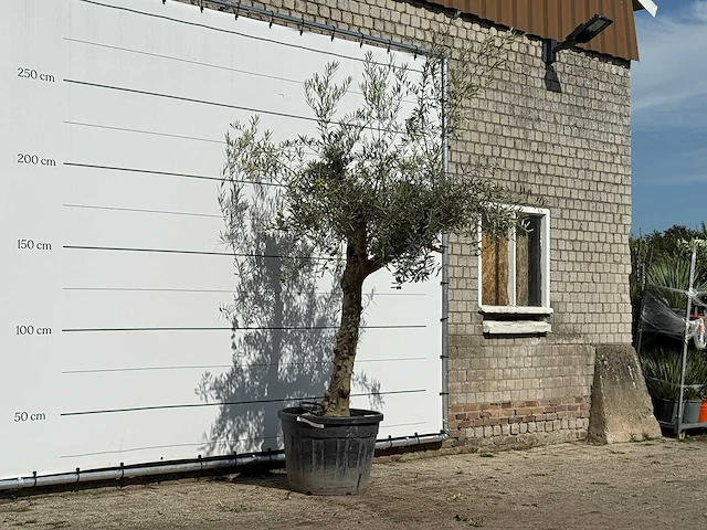 Olijfboom grillige stam hojiblanca - olea europaea - ca. 40 jaar oud - hoogte ca. 260 cm - afbeelding 4 van  4