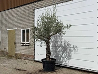 Olijfboom grillige stam hojiblanca - olea europaea - ca. 40 jaar oud - hoogte ca. 260 cm - afbeelding 2 van  3