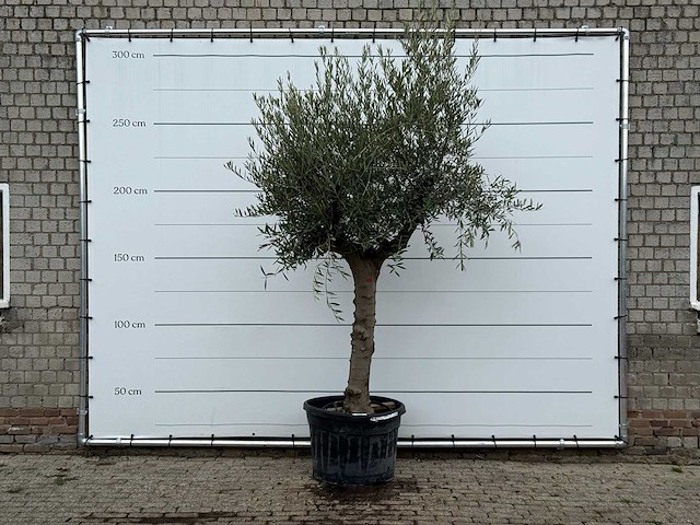 Olijfboom grillige stam hojiblanca - olea europaea - ca. 40 jaar oud - hoogte ca. 270 cm - afbeelding 1 van  4