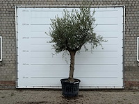 Olijfboom grillige stam hojiblanca - olea europaea - ca. 40 jaar oud - hoogte ca. 270 cm - afbeelding 1 van  4