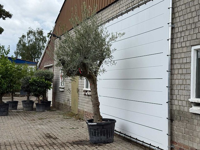 Olijfboom grillige stam hojiblanca - olea europaea - ca. 40 jaar oud - hoogte ca. 270 cm - afbeelding 2 van  4