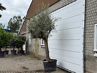 Olijfboom grillige stam hojiblanca - olea europaea - ca. 40 jaar oud - hoogte ca. 270 cm - afbeelding 3 van  4