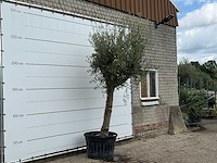 Olijfboom grillige stam hojiblanca - olea europaea - ca. 40 jaar oud - hoogte ca. 270 cm - afbeelding 4 van  4