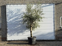 Olijfboom grillige stam hojiblanca - olea europaea - ca. 40 jaar oud - hoogte ca. 280 cm - afbeelding 1 van  3