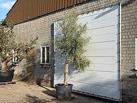 Olijfboom grillige stam hojiblanca - olea europaea - ca. 40 jaar oud - hoogte ca. 280 cm - afbeelding 2 van  3