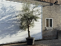 Olijfboom grillige stam hojiblanca - olea europaea - ca. 40 jaar oud - hoogte ca. 280 cm - afbeelding 3 van  3