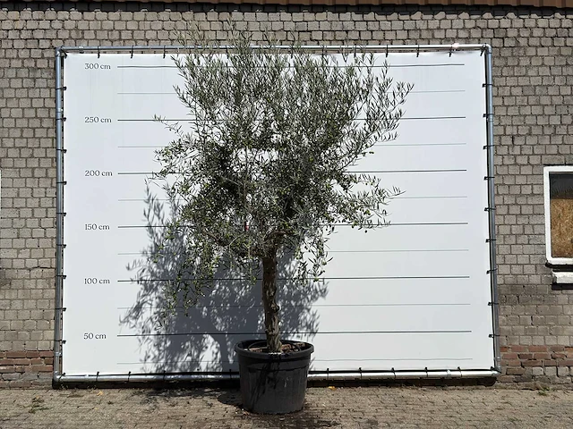Olijfboom grillige stam hojiblanca - olea europaea - ca. 40 jaar oud - hoogte ca. 280 cm - afbeelding 1 van  3