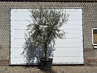 Olijfboom grillige stam hojiblanca - olea europaea - ca. 40 jaar oud - hoogte ca. 280 cm