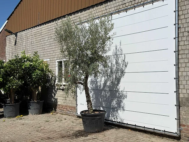 Olijfboom grillige stam hojiblanca - olea europaea - ca. 40 jaar oud - hoogte ca. 280 cm - afbeelding 2 van  3