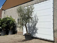 Olijfboom grillige stam hojiblanca - olea europaea - ca. 40 jaar oud - hoogte ca. 280 cm - afbeelding 2 van  3
