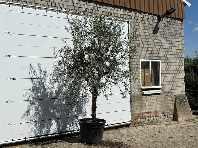 Olijfboom grillige stam hojiblanca - olea europaea - ca. 40 jaar oud - hoogte ca. 280 cm - afbeelding 3 van  3