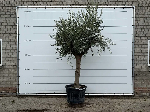 Olijfboom grillige stam hojiblanca - olea europaea - ca. 40 jaar oud - hoogte ca. 280 cm - afbeelding 1 van  4