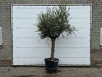 Olijfboom grillige stam hojiblanca - olea europaea - ca. 40 jaar oud - hoogte ca. 280 cm