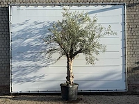 Olijfboom grillige stam hojiblanca - olea europaea - ca. 40 jaar oud - hoogte ca. 300 cm