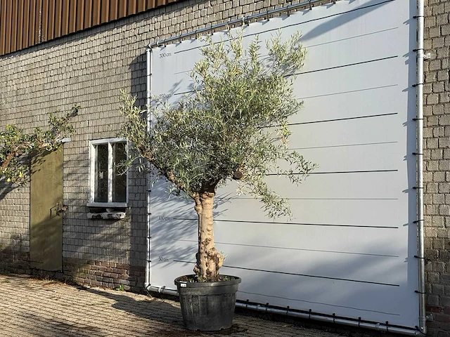 Olijfboom grillige stam hojiblanca - olea europaea - ca. 40 jaar oud - hoogte ca. 300 cm - afbeelding 2 van  3