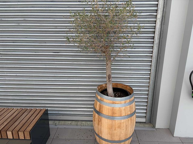 Olijfboom in eikenhoutenvat - afbeelding 1 van  6