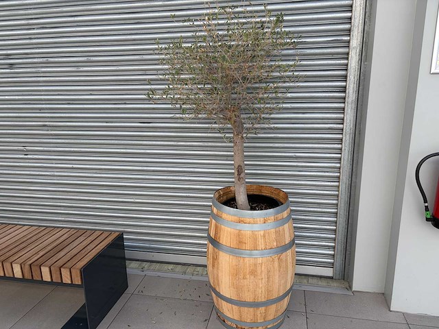 Olijfboom in eikenhoutenvat - afbeelding 5 van  6