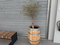 Olijfboom in eikenhoutenvat - afbeelding 5 van  6