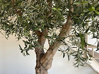 Olijfboom in plantenbak - afbeelding 2 van  11