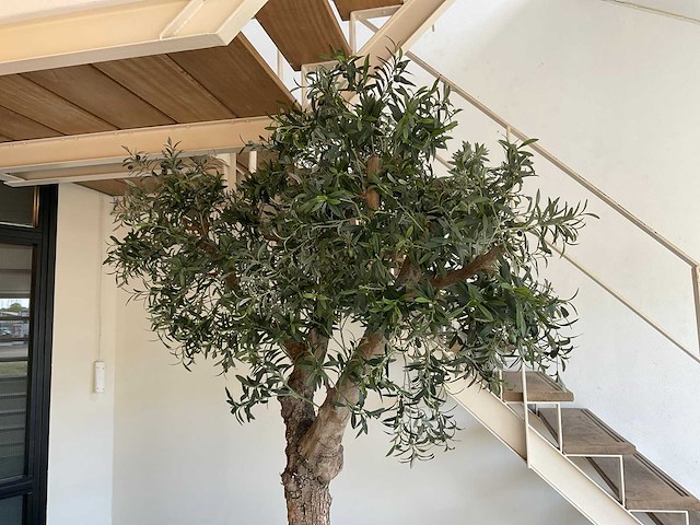 Olijfboom in plantenbak - afbeelding 3 van  11