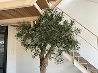 Olijfboom in plantenbak - afbeelding 3 van  11