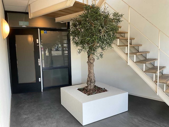 Olijfboom in plantenbak - afbeelding 4 van  11