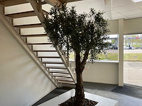Olijfboom in plantenbak - afbeelding 5 van  11