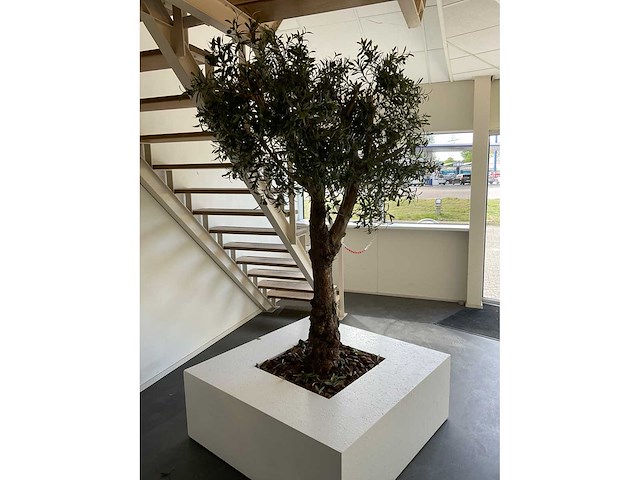 Olijfboom in plantenbak - afbeelding 6 van  11