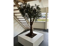 Olijfboom in plantenbak - afbeelding 6 van  11