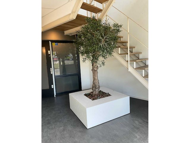 Olijfboom in plantenbak - afbeelding 7 van  11