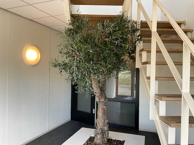 Olijfboom in plantenbak - afbeelding 8 van  11