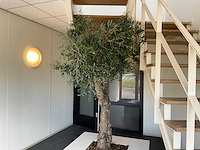 Olijfboom in plantenbak - afbeelding 8 van  11