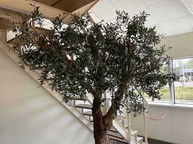 Olijfboom in plantenbak - afbeelding 10 van  11