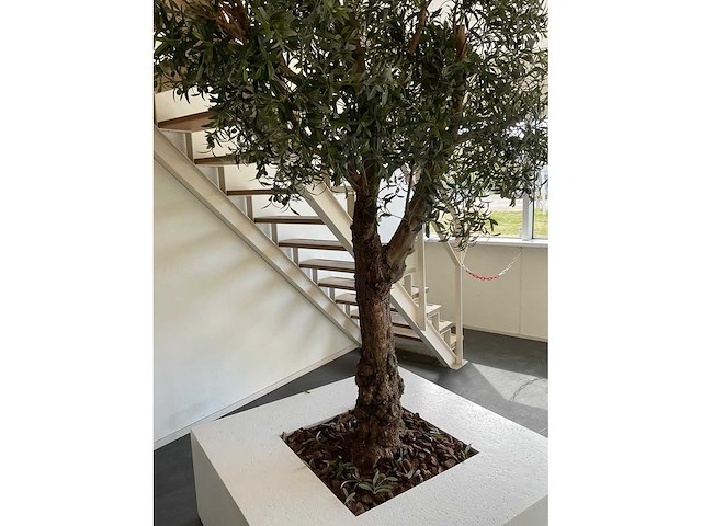 Olijfboom in plantenbak - afbeelding 11 van  11