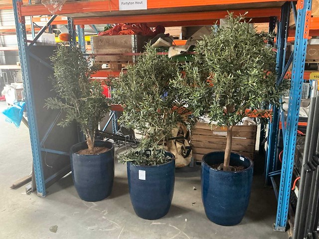 Olijfboom in pot (3x) - afbeelding 1 van  6