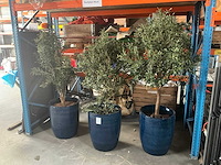 Olijfboom in pot (3x) - afbeelding 1 van  6