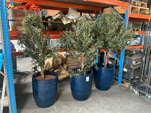 Olijfboom in pot (3x) - afbeelding 2 van  6