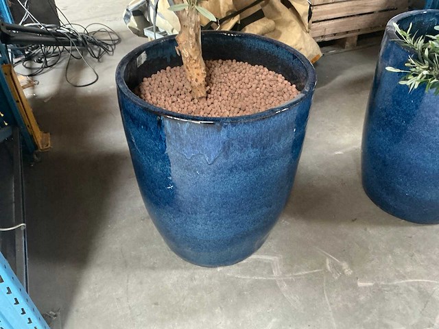 Olijfboom in pot (3x) - afbeelding 3 van  6