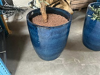 Olijfboom in pot (3x) - afbeelding 3 van  6