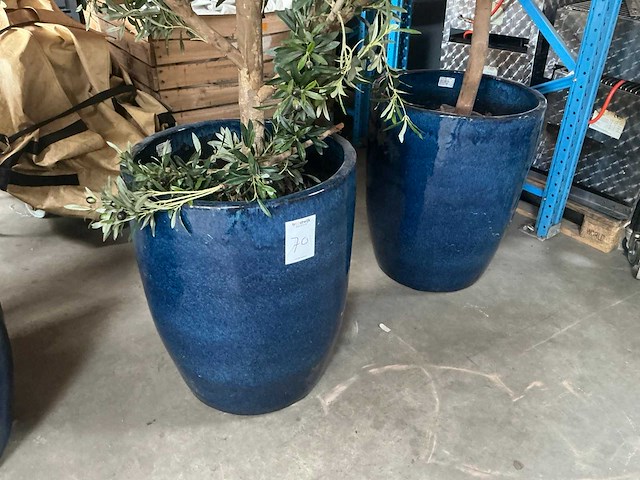 Olijfboom in pot (3x) - afbeelding 4 van  6
