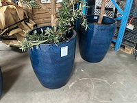 Olijfboom in pot (3x) - afbeelding 4 van  6