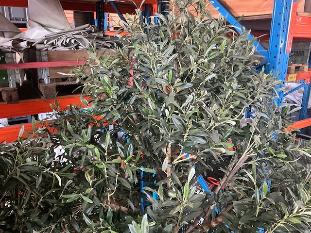 Olijfboom in pot (3x) - afbeelding 5 van  6
